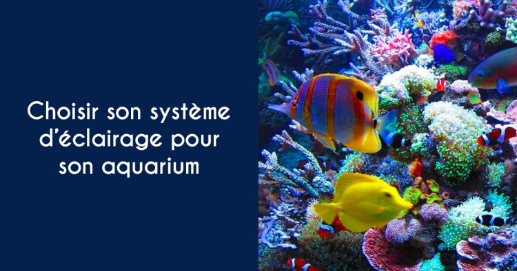 Choisir le système d'éclairage de son aquarium - Mon habitat électrique
